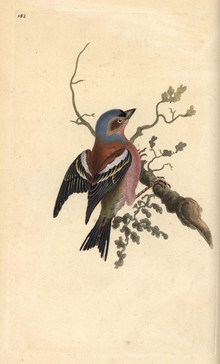 Peippo, Fringilla coelebs. Käsinvärinen kuparilevy, jonka on piirtänyt ja kaivertanut Edward Donovan omasta "British Birds -luonnonhistoriastaan", Lontoossa tekijältä Edward Donovan