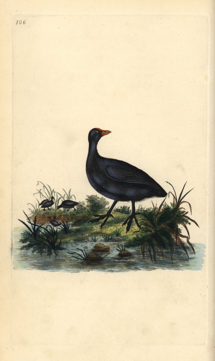 Nokka, Fulica atra. Käsinvärinen kuparilevy, jonka on piirtänyt ja kaivertanut Edward Donovan omasta "British Birds -luonnonhistoriastaan", Lontoossa tekijältä Edward Donovan