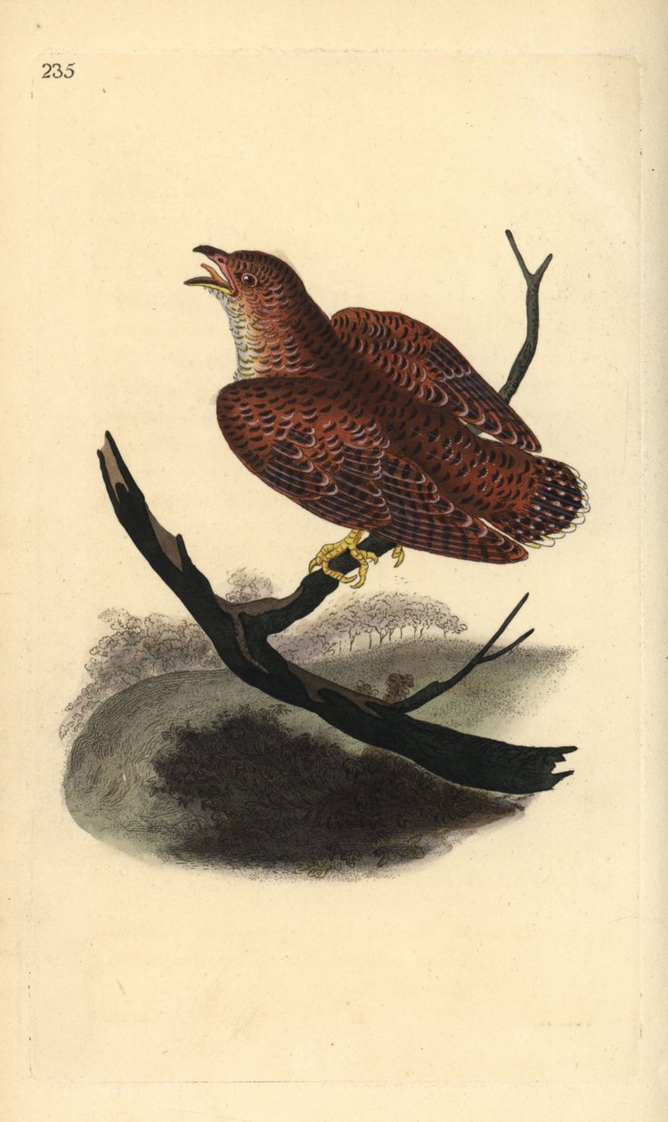 Käki (nuori), Cuculus canorus. Käsinvärinen kuparilevy, jonka on piirtänyt ja kaivertanut Edward Donovan omasta "British Birds -luonnonhistoriastaan", Lontoossa tekijältä Edward Donovan