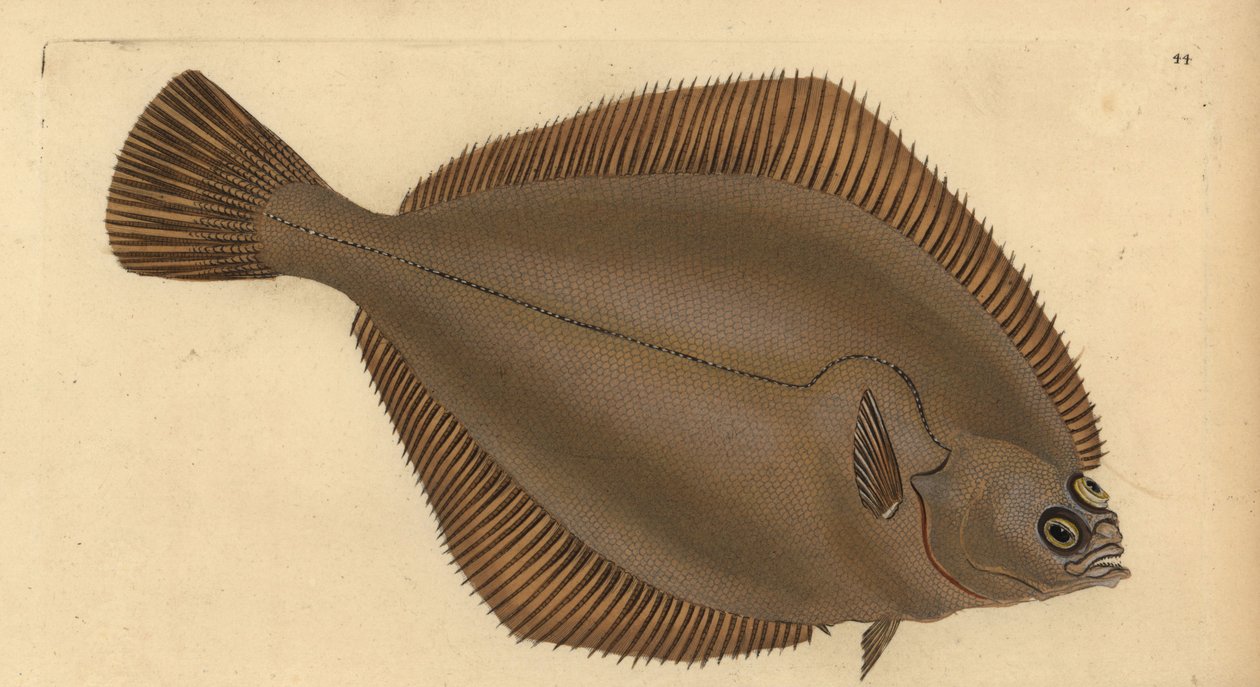 Tavallinen hiilakka, Limanda limanda (Pleuronectes limanda). Käsinvärinen kuparilevy, jonka on piirtänyt ja kaivertanut Edward Donovan teoksestaan Natural History of British Fishes, Donovan and F.C. ja J. Rivington, Lontoo tekijältä Edward Donovan