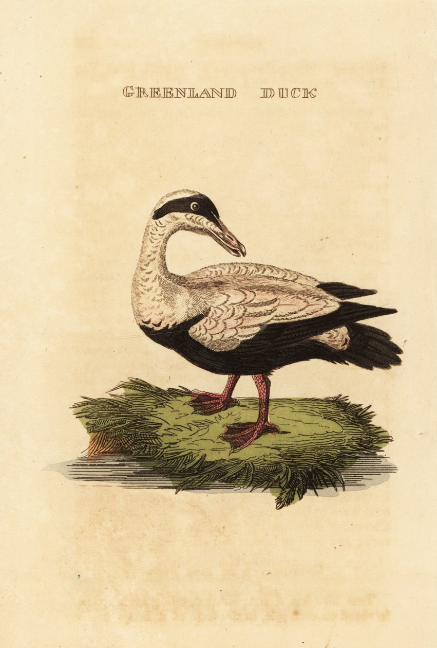 Haahka, Somateria tekijältä Edward Donovan