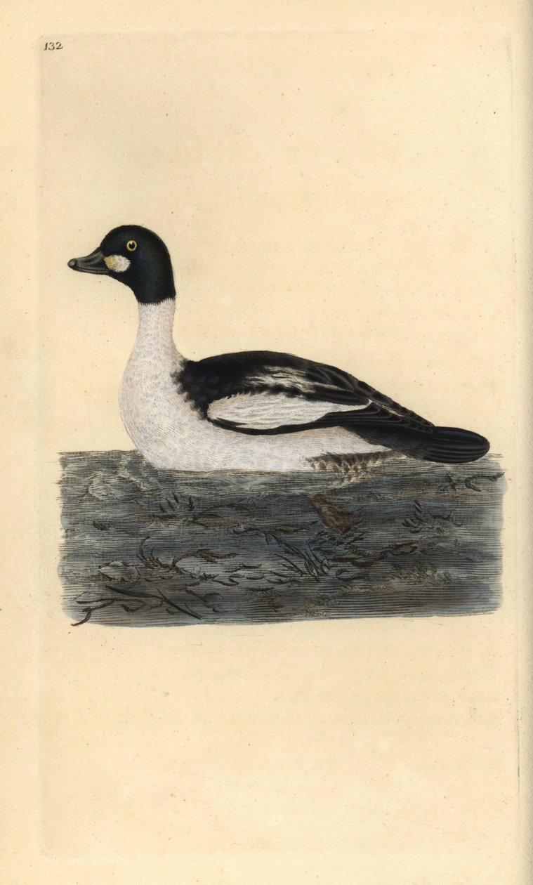 Harvinainen kultasilmä, Bucephala clangula. Käsinvärinen kuparilevy, jonka on piirtänyt ja kaivertanut Edward Donovan omasta "Britannian lintujen luonnonhistoriasta" (1794-1819). Edward Donovan (1768-1837) oli englantilais-irlantilainen amatöörieläintietei tekijältä Edward Donovan