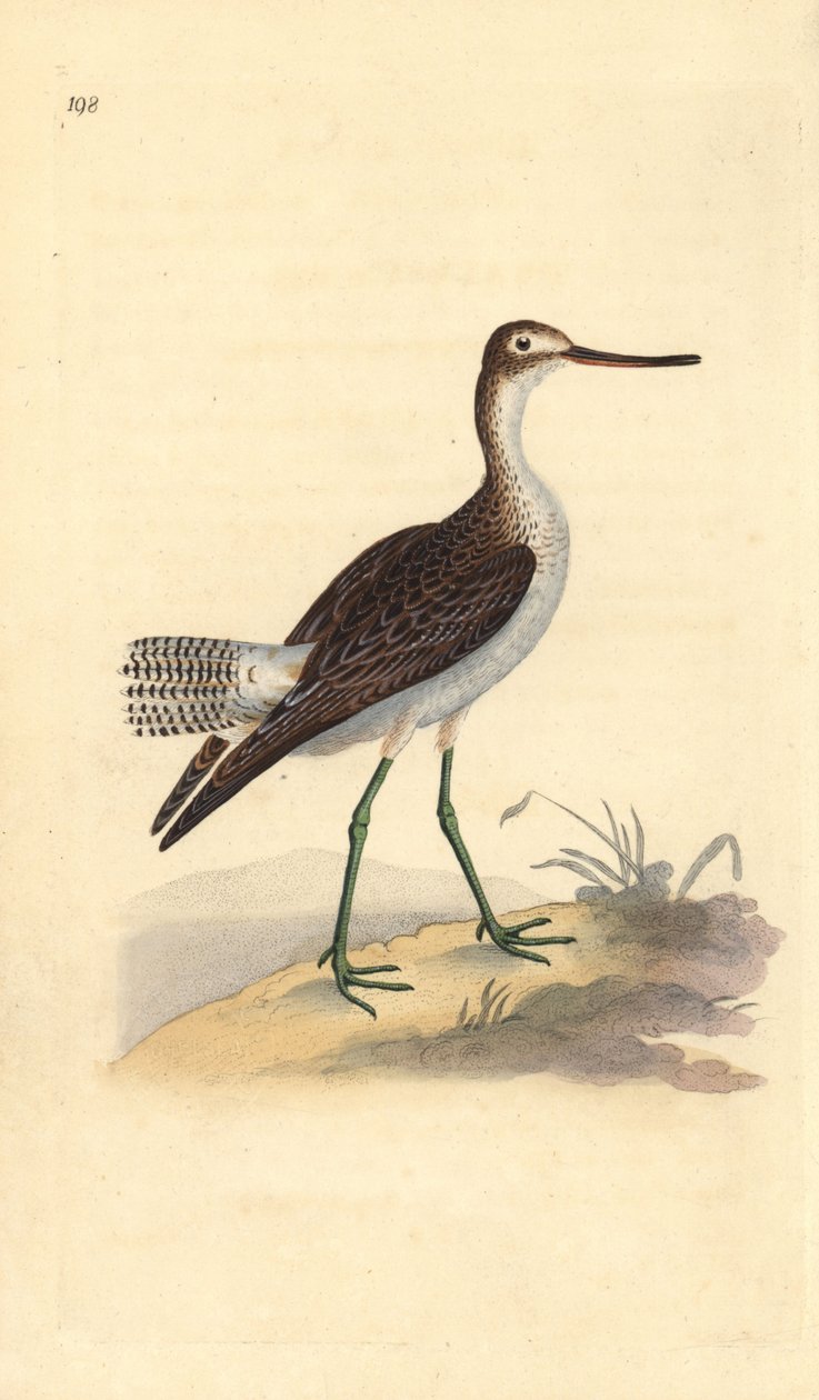 Harmaalokki, Tringa nebularia. Edward Donovanin käsin piirtämä ja kaiverrettu kuparilevy omasta teoksestaan "Natural History of British Birds", Lontoo. tekijältä Edward Donovan