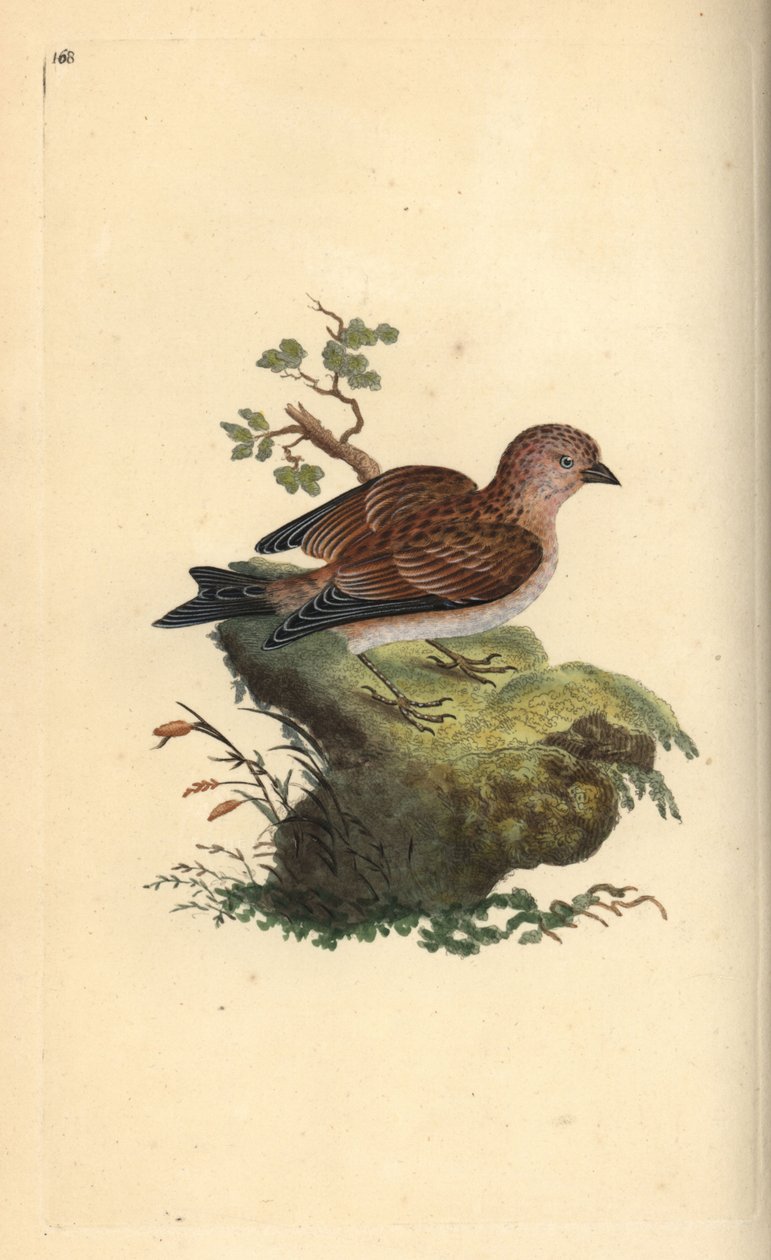Harmaa pellava, Carduelis cannabina. Käsinvärinen kuparilevy, jonka on piirtänyt ja kaivertanut Edward Donovan omasta "British Birds -luonnonhistoriastaan", Lontoossa tekijältä Edward Donovan