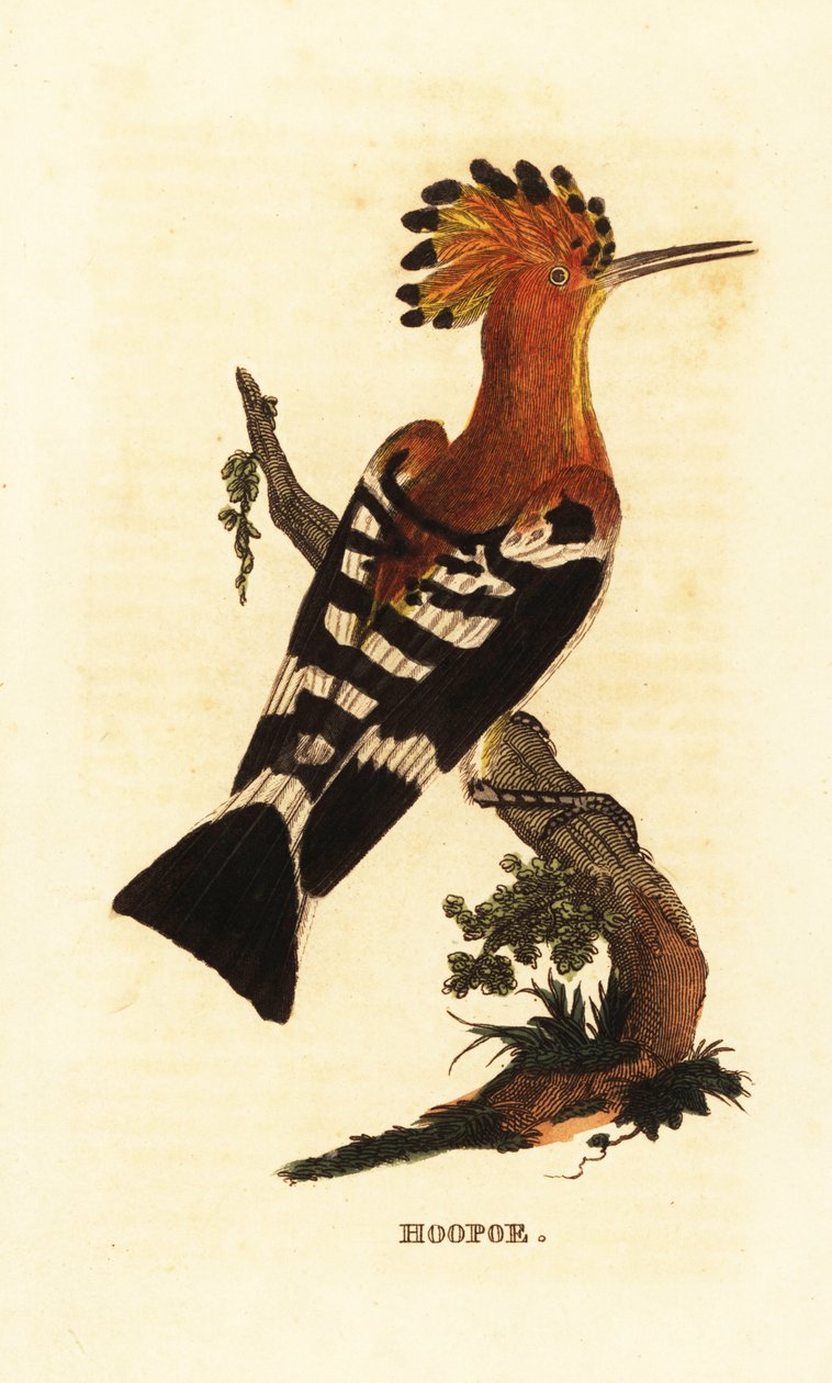 Tavallinen hoopoe, Upupa epops tekijältä Edward Donovan