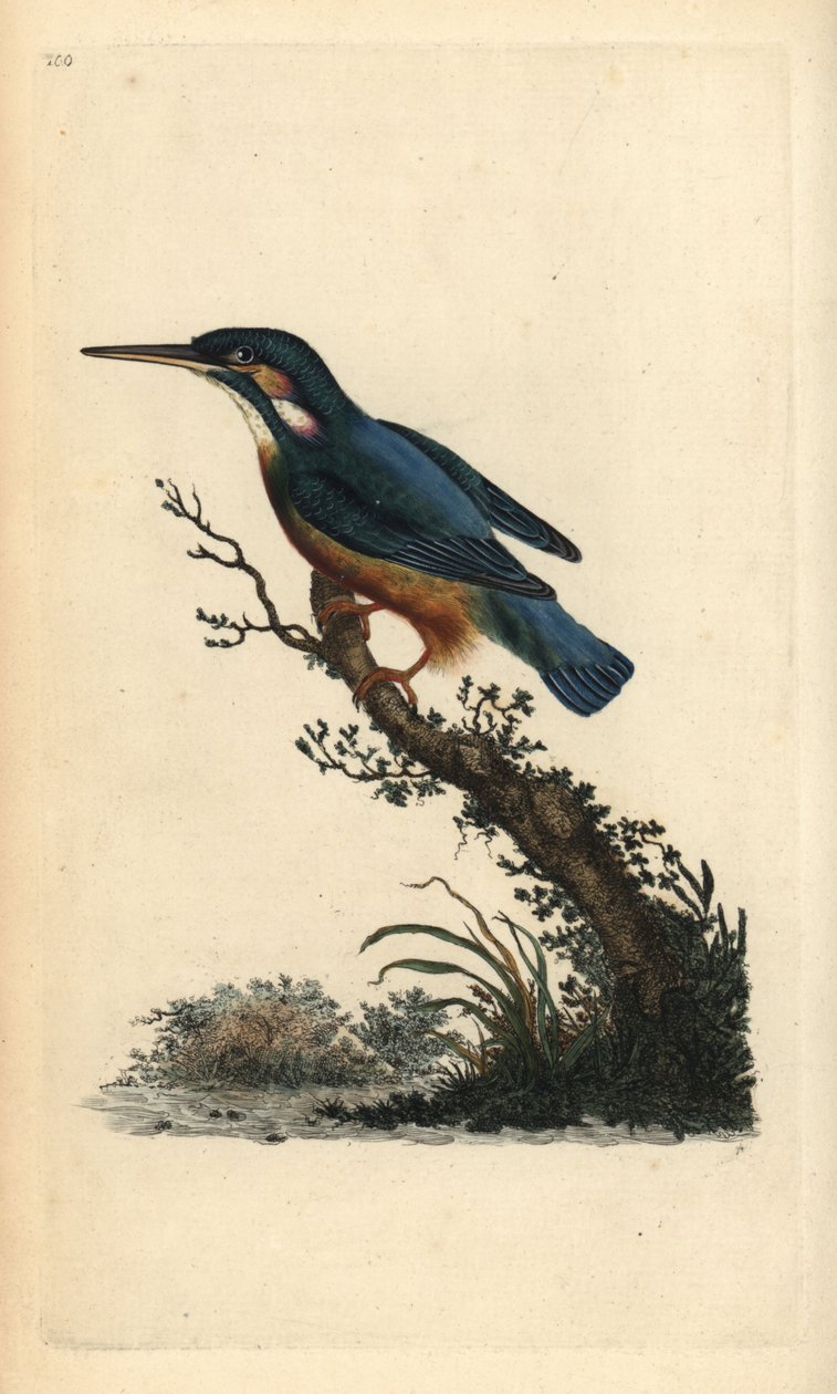 Tavallinen kuningaskala, Alcedo atthis. Käsinvärinen kuparilevy, jonka on piirtänyt ja kaivertanut Edward Donovan omasta "British Birds -luonnonhistoriastaan", Lontoossa tekijältä Edward Donovan