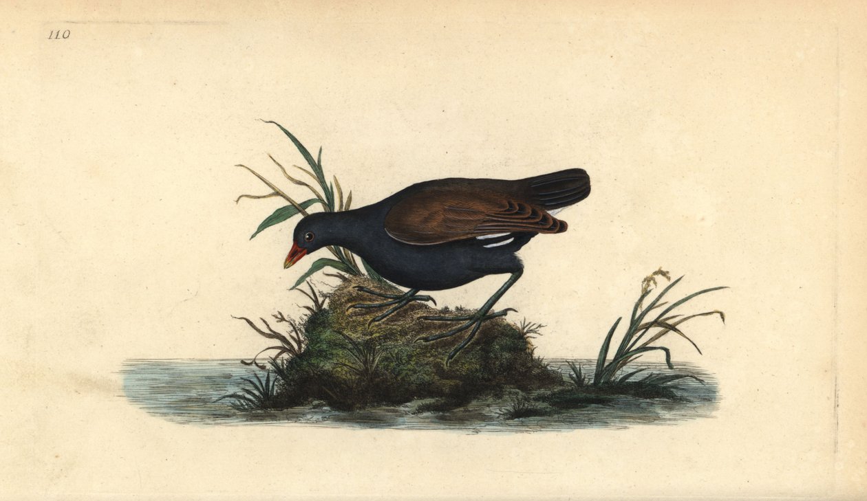 Nummikana, Gallinula chloropus. Käsinvärinen kuparilevy, jonka on piirtänyt ja kaivertanut Edward Donovan omasta "British Birds -luonnonhistoriastaan", Lontoossa tekijältä Edward Donovan