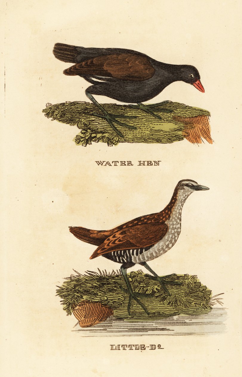 Nummikana, Gallinula chloropus ja täpläkrakku, Porzana porzana tekijältä Edward Donovan