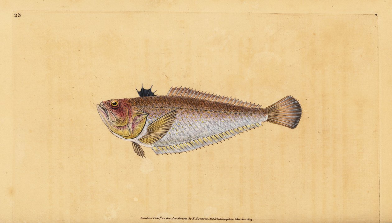 Tavallinen tai isompi viiri, Trachinus draco. Käsinvärinen kuparilevy, jonka on piirtänyt ja kaivertanut Edward Donovan teoksestaan Natural History of British Fishes, Donovan and F.C. ja J. Rivington, Lontoo tekijältä Edward Donovan
