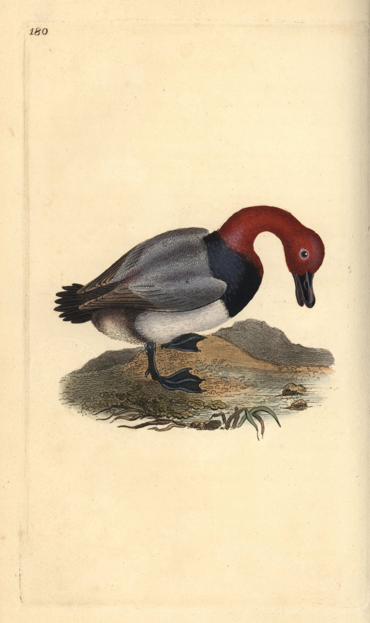 Tavallinen pochard tai punatukkainen wigeon, Aythra ferina (uros). Käsinvärinen kuparilevy, jonka on piirtänyt ja kaivertanut Edward Donovan omasta "British Birds -luonnonhistoriastaan", Lontoossa tekijältä Edward Donovan