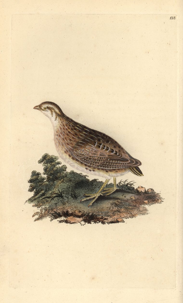 Viiriäinen, Coturnix coturnix. Käsinvärinen kuparilevy, jonka on piirtänyt ja kaivertanut Edward Donovan omasta "Britannian lintujen luonnonhistoriasta" (1794-1819). Edward Donovan (1768-1837) oli englantilais-irlantilainen amatöörieläintieteilijä, kirjail tekijältä Edward Donovan