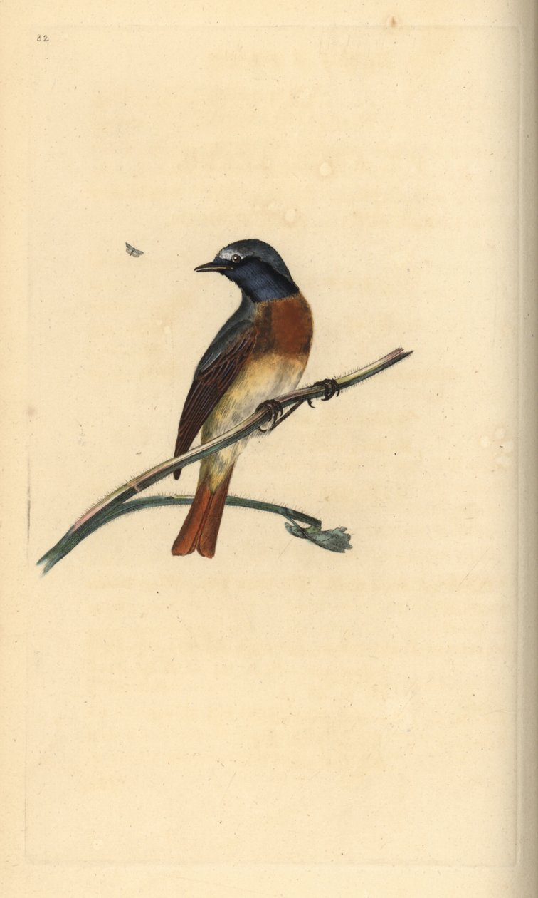Tavallinen punatähti, Phoenicurus phoenicurus. Käsinvärinen kuparilevy, jonka on piirtänyt ja kaivertanut Edward Donovan omasta "British Birds -luonnonhistoriastaan", Lontoossa tekijältä Edward Donovan