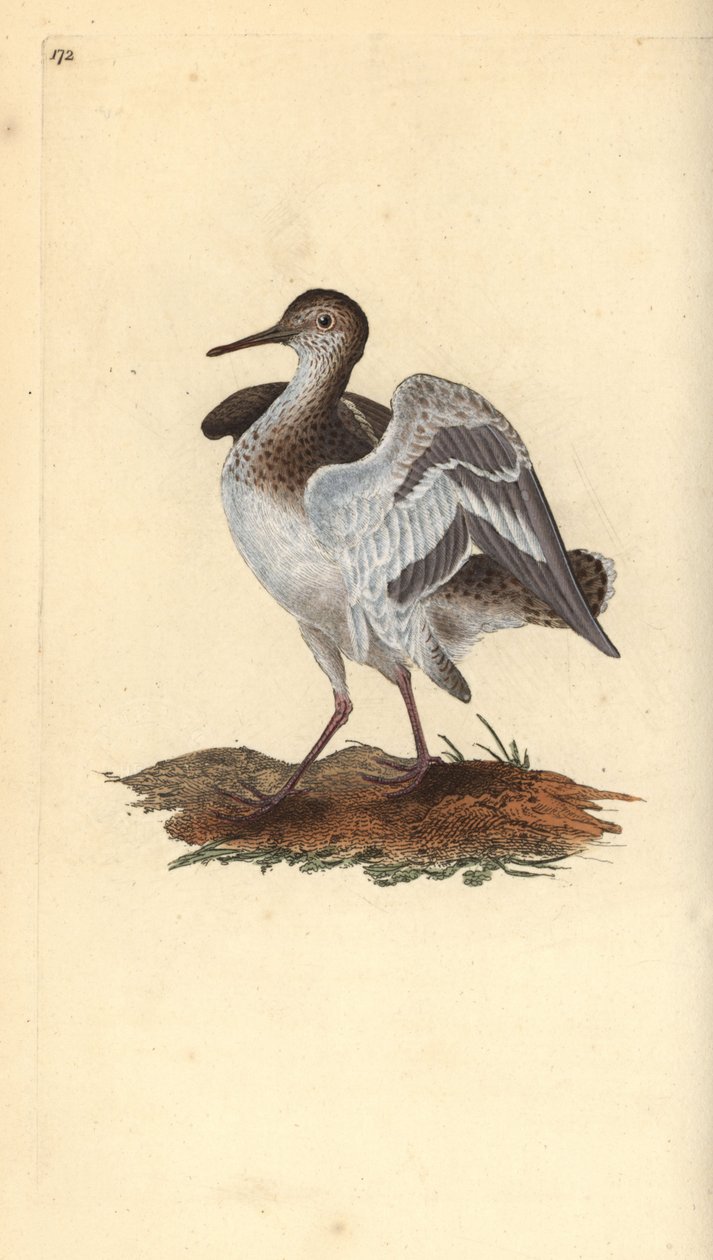 Hiekkapiippu, Actitis hypoleucos. Käsinvärinen kuparilevy, jonka on piirtänyt ja kaivertanut Edward Donovan omasta "British Birds -luonnonhistoriastaan", Lontoossa tekijältä Edward Donovan