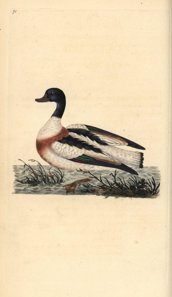 Tavallinen sipuli, Tadorna tadorna. Käsinvärinen kuparilevy, jonka on piirtänyt ja kaivertanut Edward Donovan omasta "British Birds -luonnonhistoriastaan", Lontoossa tekijältä Edward Donovan