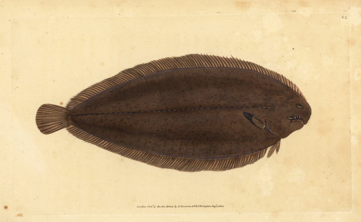 Pohja tai Dover-pohja, Solea solea (Pleuronectes solea). Käsinvärinen kuparilevy, jonka on piirtänyt ja kaivertanut Edward Donovan teoksestaan Natural History of British Fishes, Donovan and F.C. ja J. Rivington, Lontoo tekijältä Edward Donovan