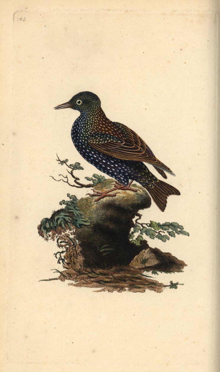 Kottarainen, Sturnus vulgaris. Käsinvärinen kuparilevy, jonka on piirtänyt ja kaivertanut Edward Donovan omasta "British Birds -luonnonhistoriastaan", Lontoossa tekijältä Edward Donovan