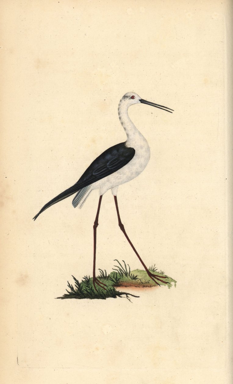 Paalu, Himantopus himantopus. Käsinvärinen kuparilevy, jonka on piirtänyt ja kaivertanut Edward Donovan omasta "British Birds -luonnonhistoriastaan", Lontoossa tekijältä Edward Donovan