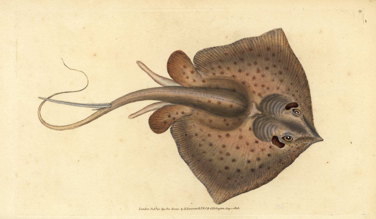Pistiäisrausku, Dasyatis pastinaca (Raja pastinacea). Edward Donovanin käsin piirtämä ja kaiverrettu kuparilevy teoksesta Natural History of British Fishes, Donovan and F.C. and J. Rivington, Lontoo. tekijältä Edward Donovan