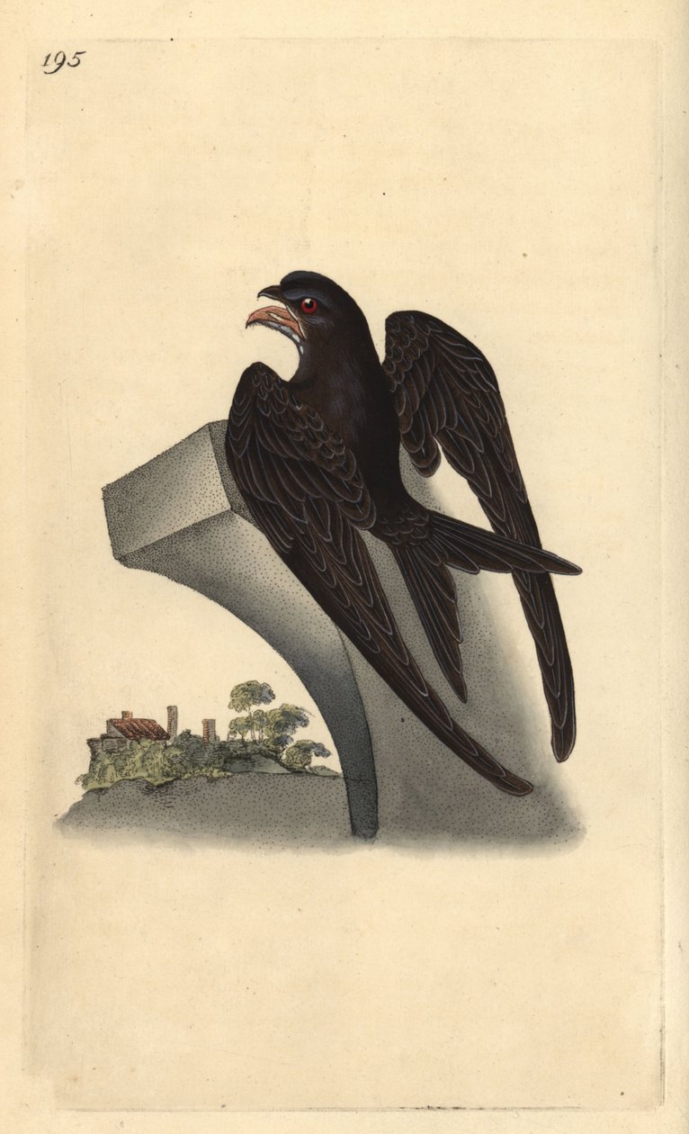Tavallinen swift, Apus apus. Käsinvärinen kuparilevy, jonka on piirtänyt ja kaivertanut Edward Donovan omasta "British Birds -luonnonhistoriastaan", Lontoossa tekijältä Edward Donovan