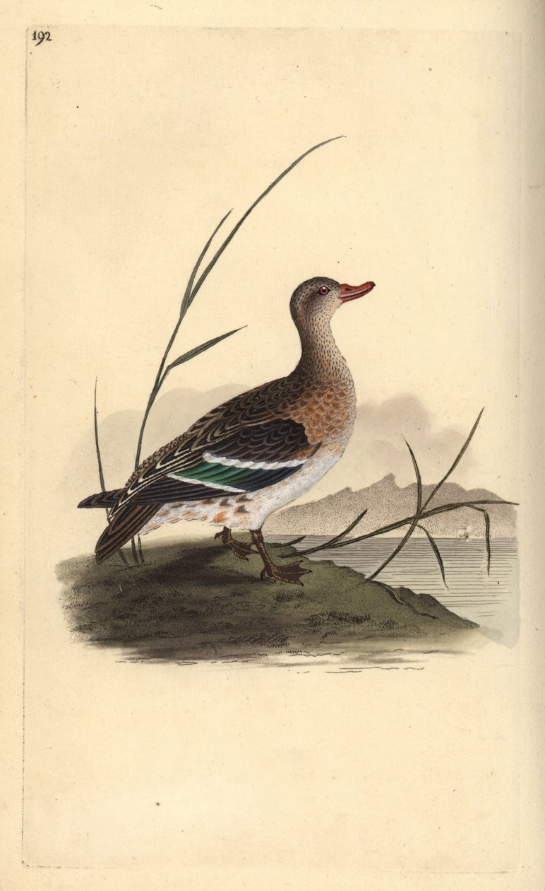 Tavallinen tavi, Anas crecca, naaras. Käsinvärinen kuparilevy, jonka on piirtänyt ja kaivertanut Edward Donovan omasta "British Birds -luonnonhistoriastaan", Lontoossa tekijältä Edward Donovan