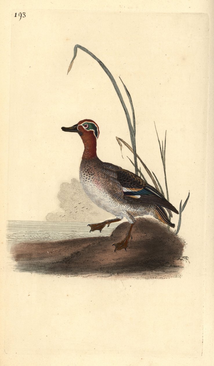Tavallinen tavi, Anas crecca, uros. Käsinvärinen kuparilevy, jonka on piirtänyt ja kaivertanut Edward Donovan omasta "British Birds -luonnonhistoriastaan", Lontoossa tekijältä Edward Donovan