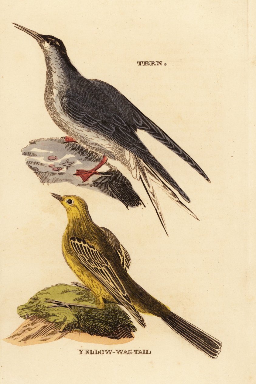 Tiira, Sterna Hirundo ja keltakärpäs, Motacilla flava tekijältä Edward Donovan