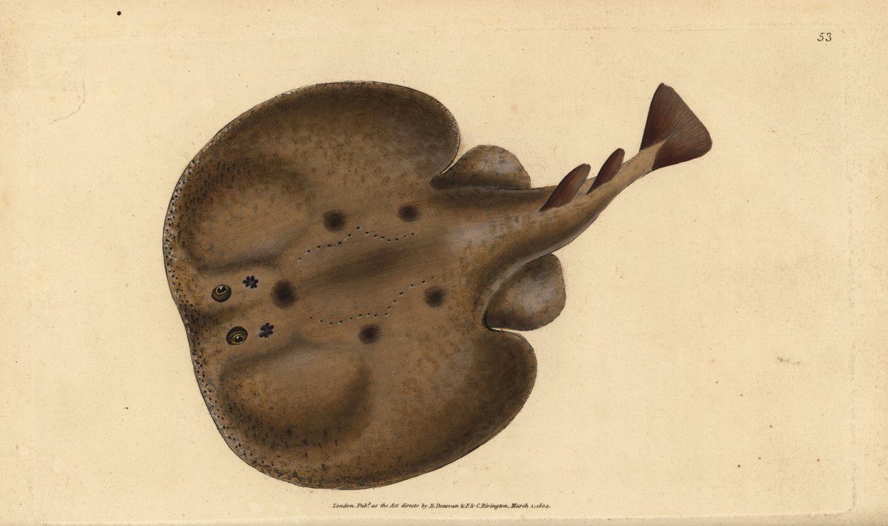 Tavallinen torpedo tai silmäinen sähkösäde, Raja torpedo. Käsinvärinen kuparilevy, jonka on piirtänyt ja kaivertanut Edward Donovan teoksestaan Natural History of British Fishes, Donovan and F.C. ja J. Rivington, Lontoo tekijältä Edward Donovan