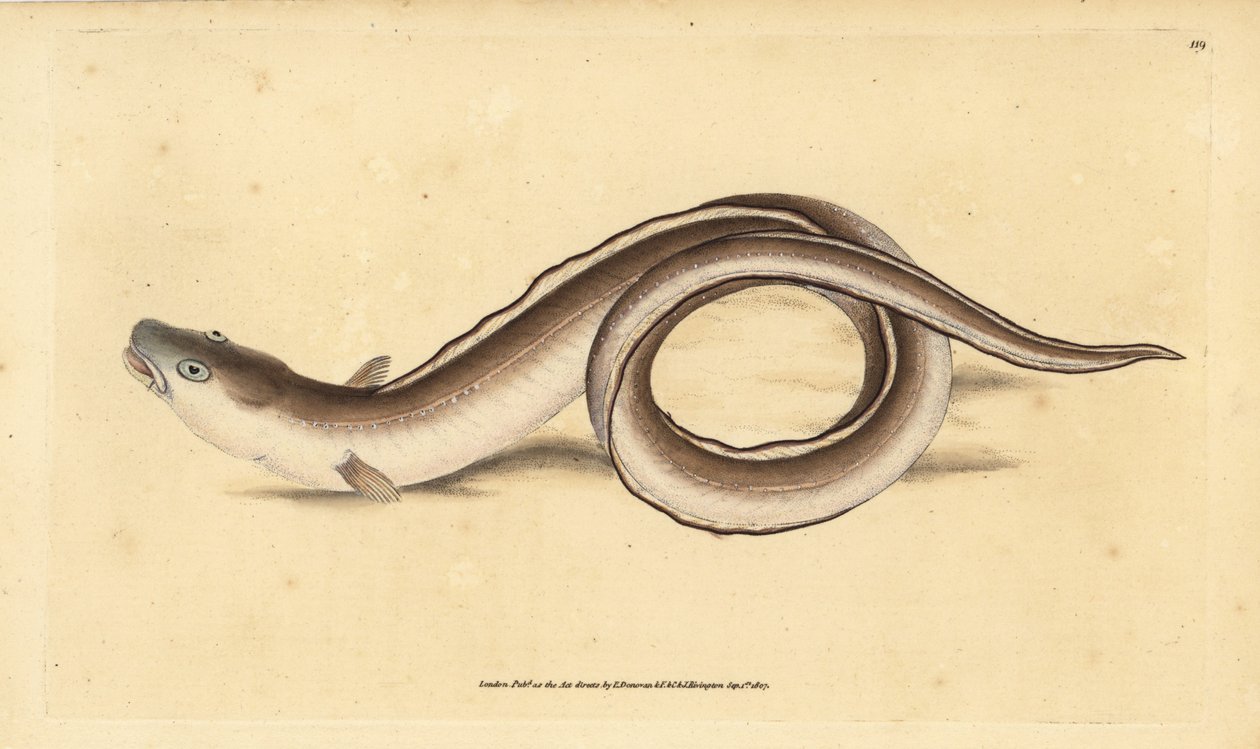 Muraena conger, Muraena conger. Edward Donovanin käsin piirtämä ja kaiverrettu kuparilevy teoksesta Natural History of British Fishes, Donovan and F.C. and J. Rivington, Lontoo. tekijältä Edward Donovan