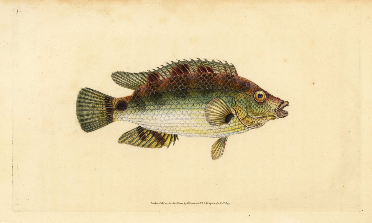 Corkwing wrasse, Symphodus melops (Goldfinny, Labrus cornubius). Käsinvärinen kuparilevy, jonka on piirtänyt ja kaivertanut Edward Donovan teoksestaan Natural History of British Fishes, Donovan and F.C. ja J. Rivington, Lontoo tekijältä Edward Donovan