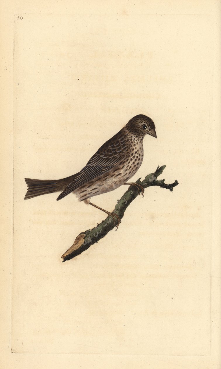 Maissisirkku, Miliaria calandra. Käsinvärinen kuparilevy, jonka on piirtänyt ja kaivertanut Edward Donovan omasta "British Birds -luonnonhistoriastaan", Lontoossa tekijältä Edward Donovan