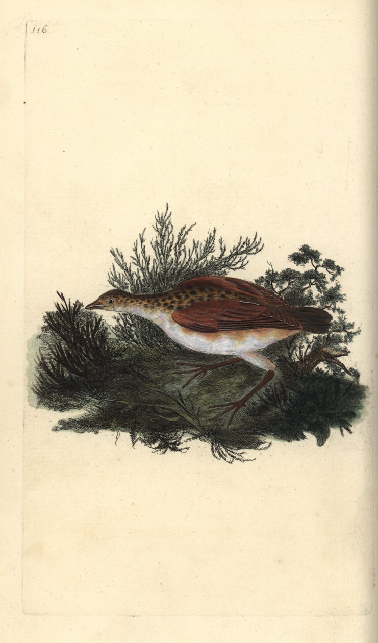 Corn crake, Crex crex. Lähes uhattu. Käsinvärinen kuparilevy, jonka on piirtänyt ja kaivertanut Edward Donovan omasta "British Birds -luonnonhistoriastaan", Lontoossa tekijältä Edward Donovan