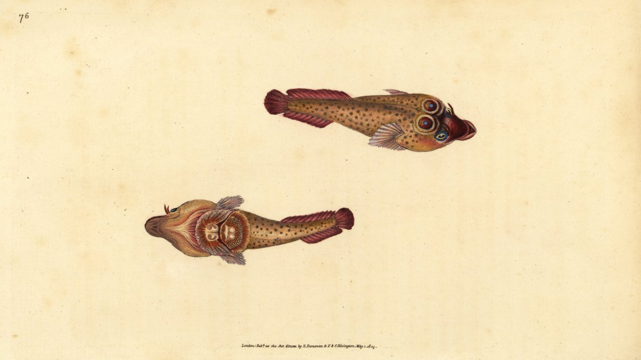 Cornish sucker, Lepadogaster purpurea (Ocellated tikkari, Cyclopterus ocellatus). Käsinvärinen kuparilevy, jonka on piirtänyt ja kaivertanut Edward Donovan teoksestaan Natural History of British Fishes, Donovan and F.C. ja J. Rivington, Lontoo tekijältä Edward Donovan