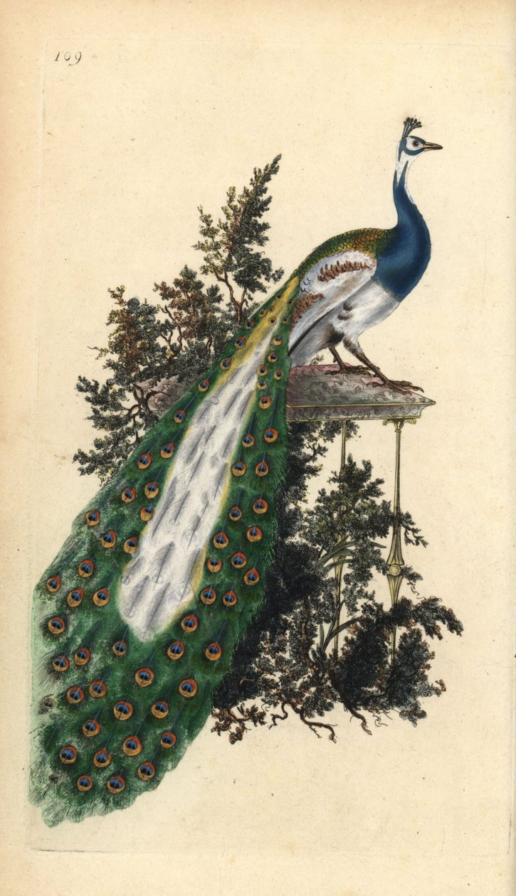 Harjas riikinkukko, intialainen tai sininen riikinkukko, Pavo cristatus. Käsinvärinen kuparilevy, jonka on piirtänyt ja kaivertanut Edward Donovan omasta "British Birds -luonnonhistoriastaan", Lontoossa tekijältä Edward Donovan