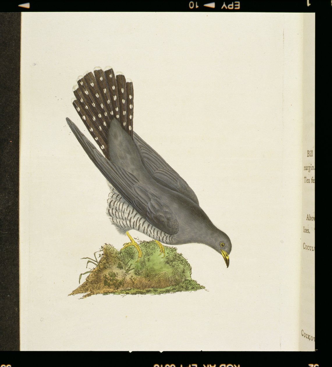 Käki elokuvasta The History of British Birds, 1799 tekijältä Edward Donovan