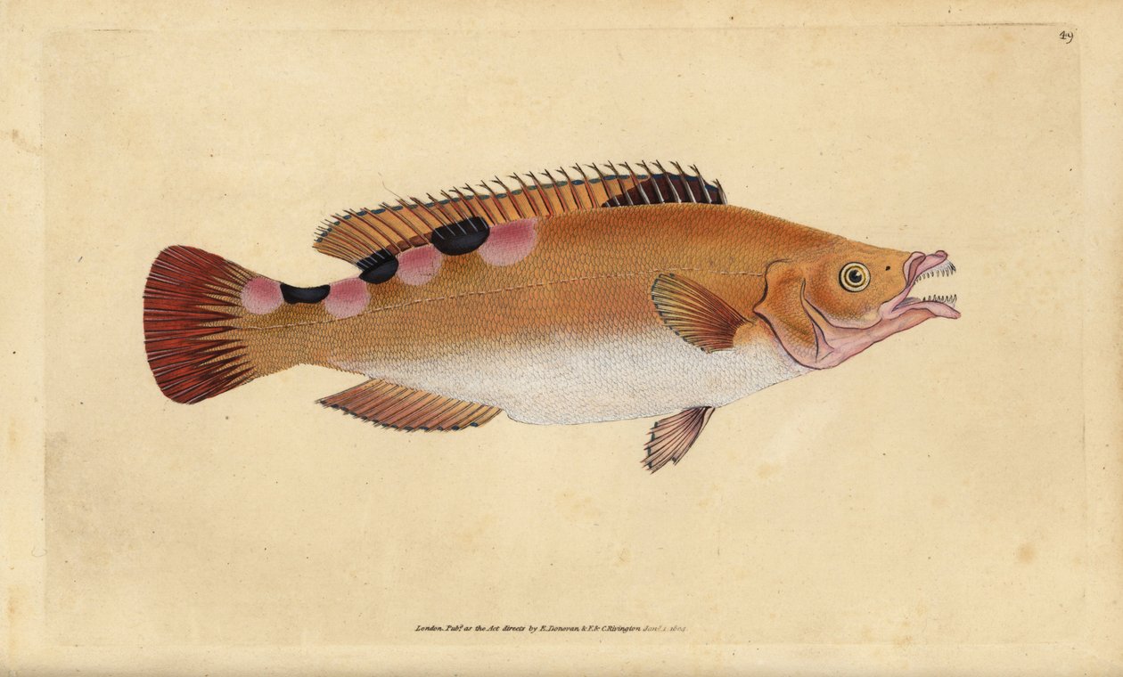 Käkivire, Labrus mixtus (Trimaculated wrasse, Labrus trimaculatus). Käsinvärinen kuparilevy, jonka on piirtänyt ja kaivertanut Edward Donovan teoksestaan Natural History of British Fishes, Donovan and F.C. ja J. Rivington, Lontoo tekijältä Edward Donovan