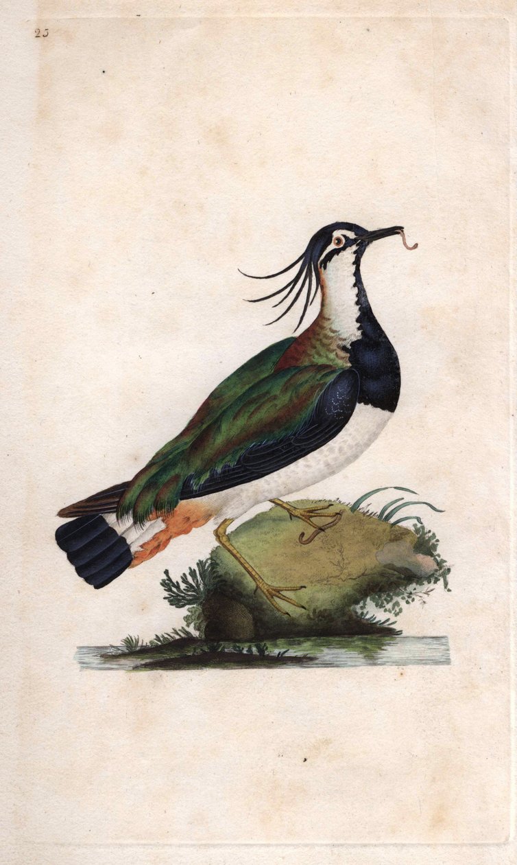 Cuppa Lapwing. Vanellus vanellus (Tringa vanellus). Edward Donovanin (1768-1837) kuparikaiverrus, julkaistu Natural History of British Birdsissä, Lontoossa tekijältä Edward Donovan