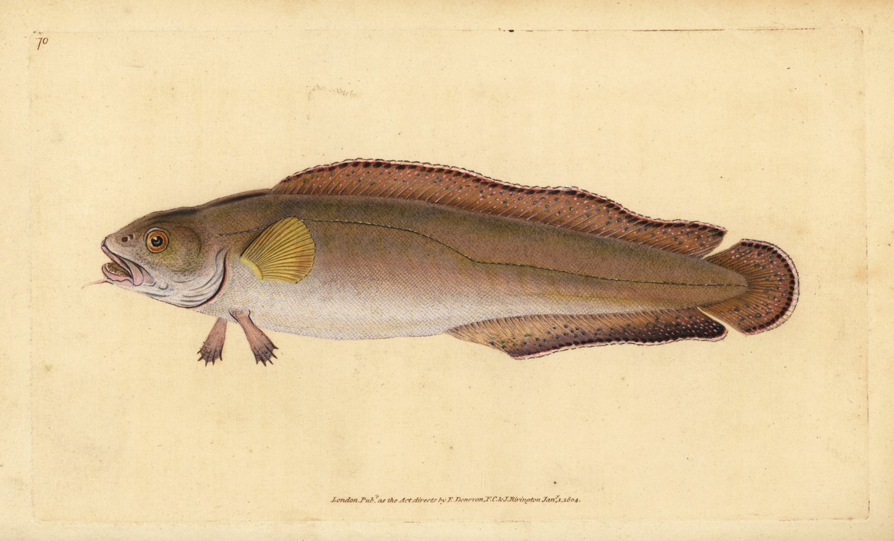 Kuski tai keila, Brosme brosme (Brosme tai Scotch tors, Gadus brosme). Käsinvärinen kuparilevy, jonka on piirtänyt ja kaivertanut Edward Donovan teoksestaan Natural History of British Fishes, Donovan and F.C. ja J. Rivington, Lontoo tekijältä Edward Donovan