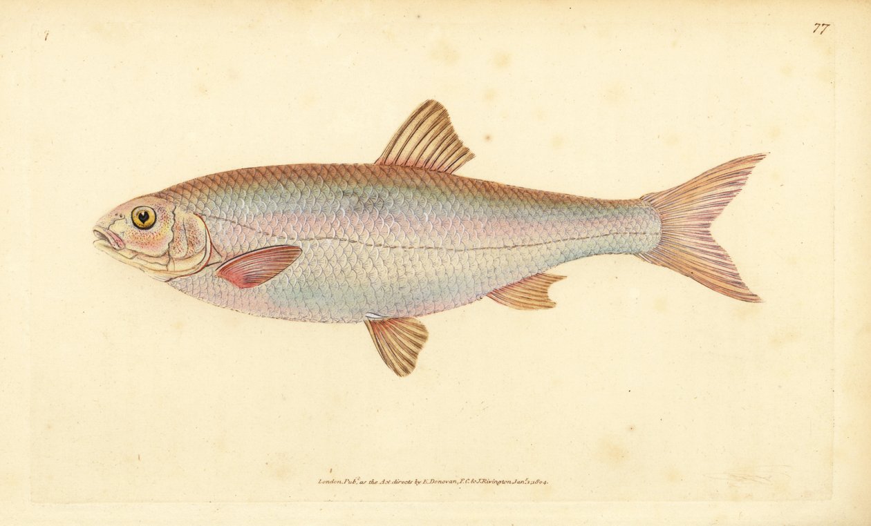 Dace, Leuciscus leuciscus (Cyprinus leuciscus). Käsinvärinen kuparilevy, jonka on piirtänyt ja kaivertanut Edward Donovan teoksestaan Natural History of British Fishes, Donovan and F.C. ja J. Rivington, Lontoo tekijältä Edward Donovan