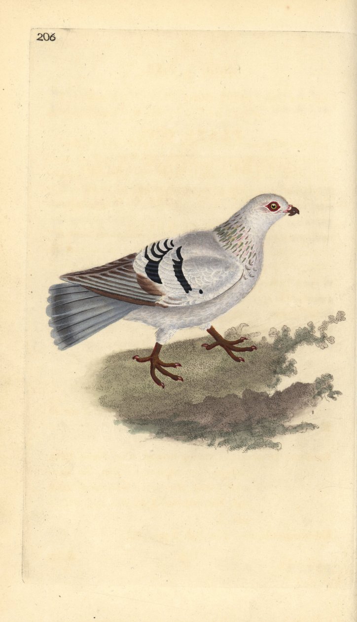Kotikyyhkynen, Columba livia domestica. Käsinvärinen kuparilevy, jonka on piirtänyt ja kaivertanut Edward Donovan omasta "British Birds -luonnonhistoriastaan", Lontoossa tekijältä Edward Donovan