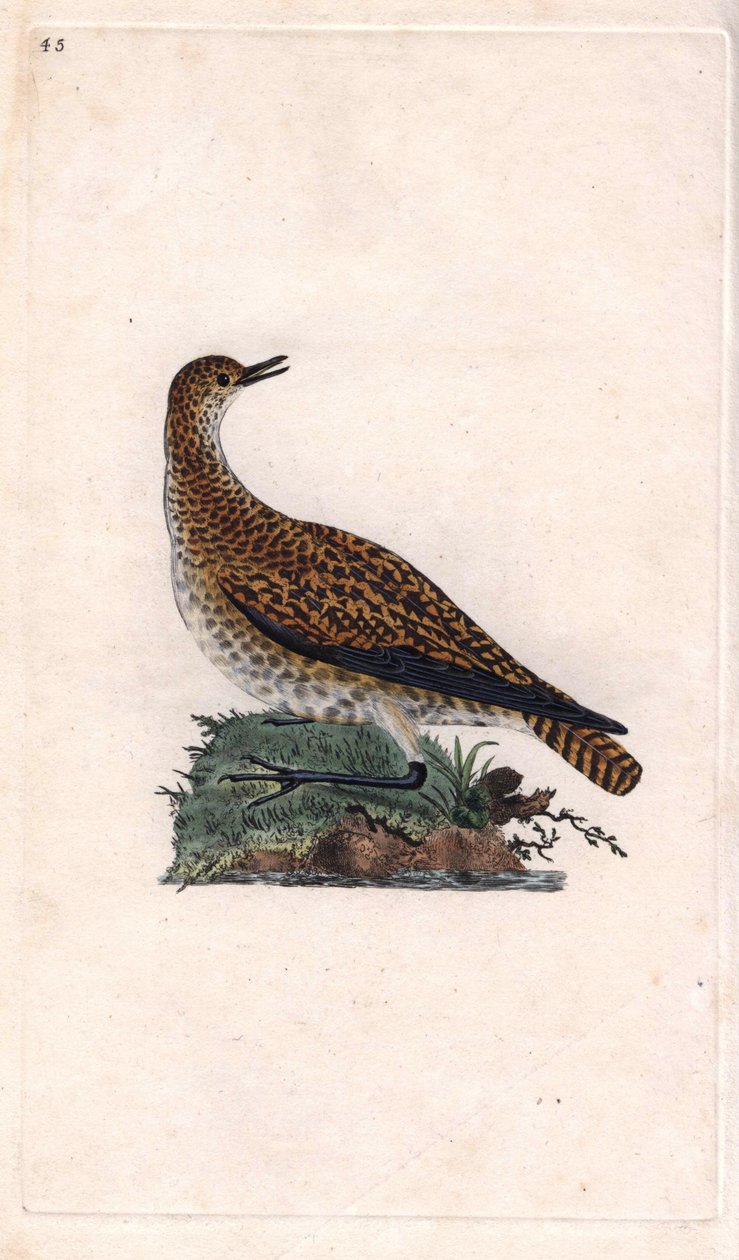 Dore plover. Pluvialis apricaria (Charadrius pluvialis). Edward Donovanin (1768-1837) kuparikaiverrus, julkaistu Natural History of British Birdsissä, Lontoossa tekijältä Edward Donovan