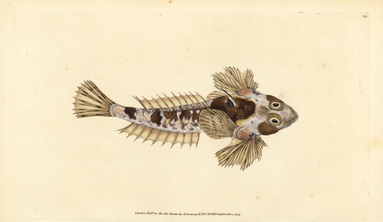 Lohikäärme, Callionymus lyra (Sordid lohikäärme, Callionymus dracunculus). Käsinvärinen kuparilevy, jonka on piirtänyt ja kaivertanut Edward Donovan teoksestaan Natural History of British Fishes, Donovan and F.C. ja J. Rivington, Lontoo tekijältä Edward Donovan