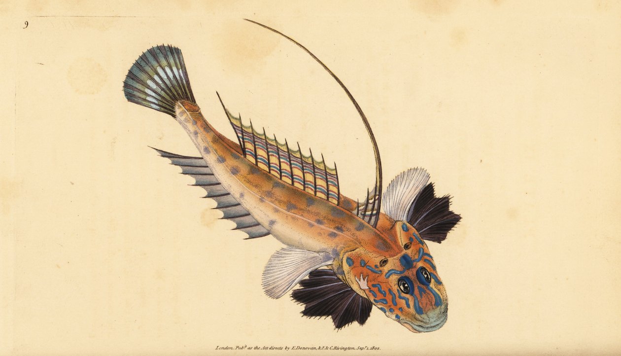 Dragonet tai gemmous lohikäärme, Callionymus lyra. Käsinvärinen kuparilevy, jonka on piirtänyt ja kaivertanut Edward Donovan teoksestaan Natural History of British Fishes, Donovan and F.C. ja J. Rivington, Lontoo tekijältä Edward Donovan