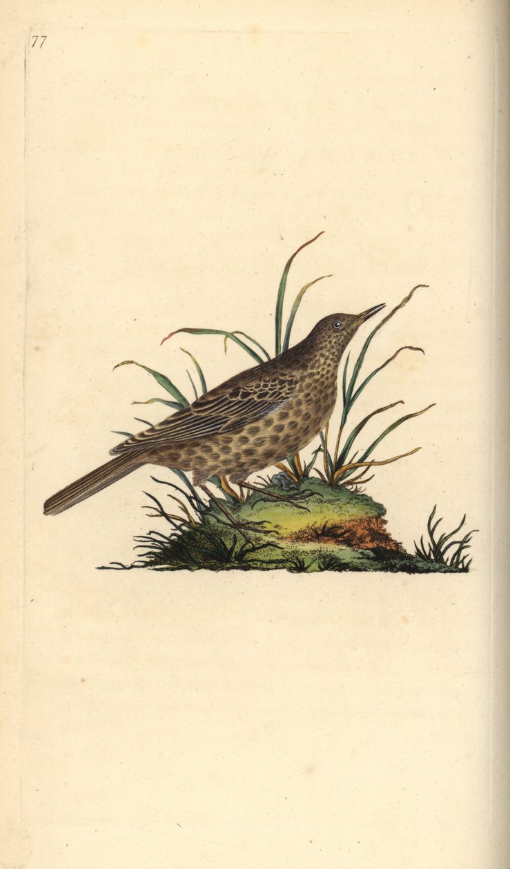 Dusky Lark, Pinarocorys nigricans. Käsinvärinen kuparilevy, jonka on piirtänyt ja kaivertanut Edward Donovan omasta "British Birds -luonnonhistoriastaan", Lontoossa tekijältä Edward Donovan