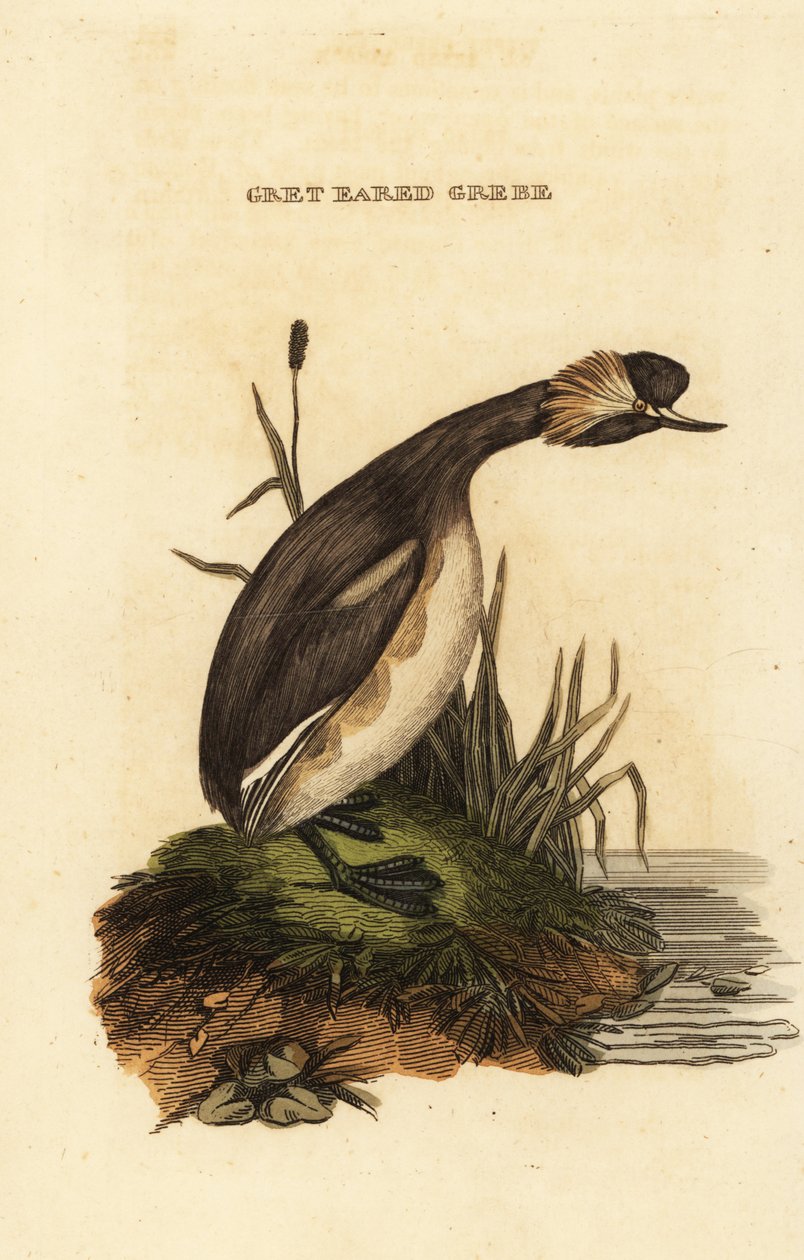 Korvavire tai sarvivire, aikuinen, Podiceps auritus tekijältä Edward Donovan