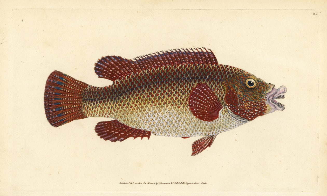 Itä-Atlantin riikinkukko-ahven, Symphodus tinca (Ancient wrasse tai vanha vaimo, Labrus tinca). Edward Donovanin käsin piirtämä ja kaiverrettu kuparilevy teoksesta Natural History of British Fishes, Donovan and F.C. and J. Rivington, Lontoo. tekijältä Edward Donovan