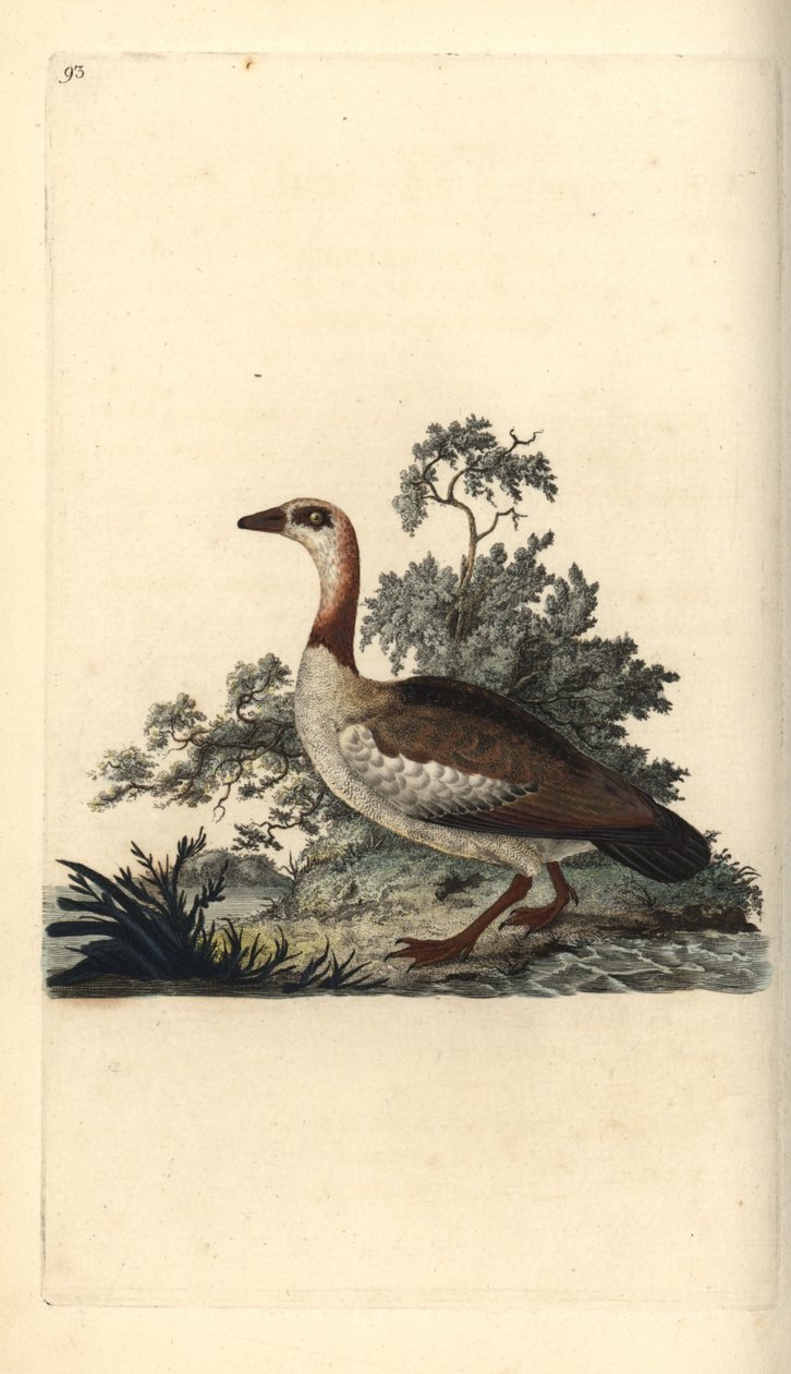 Egyptinhanhi, Alopochen aegyptiacus. Käsinvärinen kuparilevy, jonka on piirtänyt ja kaivertanut Edward Donovan omasta "British Birds -luonnonhistoriastaan", Lontoossa tekijältä Edward Donovan