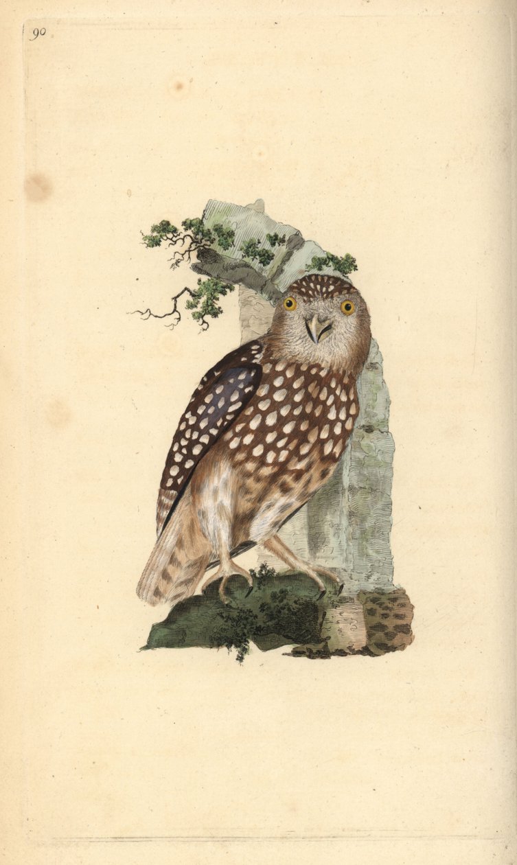 Pygmypöllö, Glaucidium passerinum. Käsinvärinen kuparilevy, jonka on piirtänyt ja kaivertanut Edward Donovan omasta "British Birds -luonnonhistoriastaan", Lontoossa tekijältä Edward Donovan