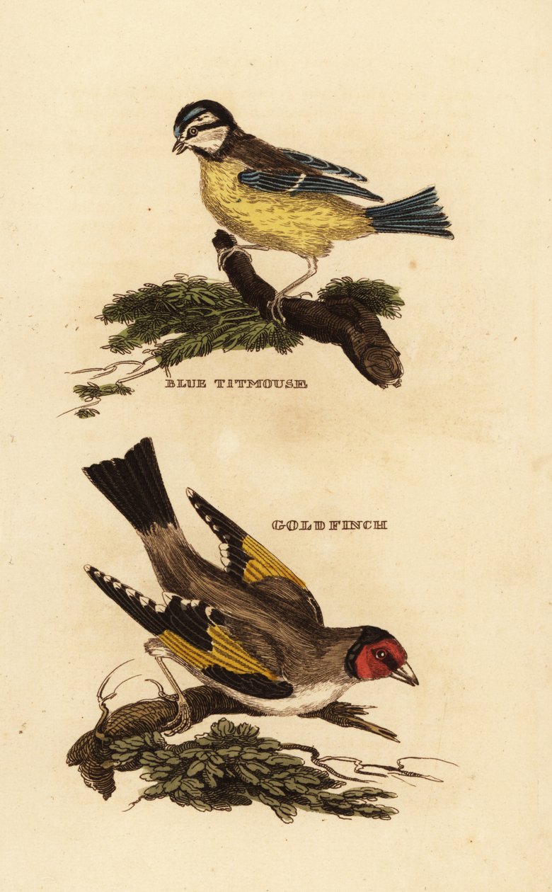sinitiainen, Cyanistes caeruleus ja kultatiainen, Carduelis carduelis tekijältä Edward Donovan