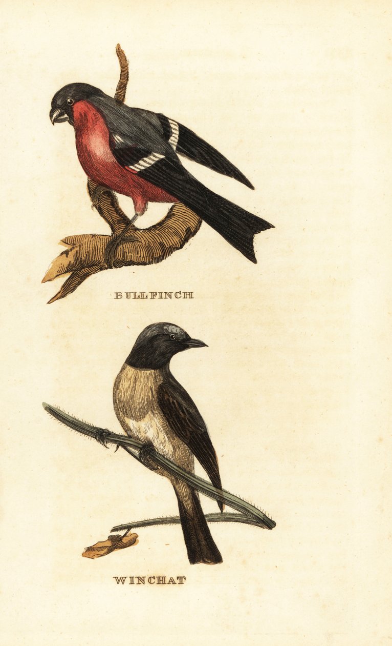 härkävarsi, Pyrrhula pyrrhula ja piippu, Saxicola rubetra tekijältä Edward Donovan
