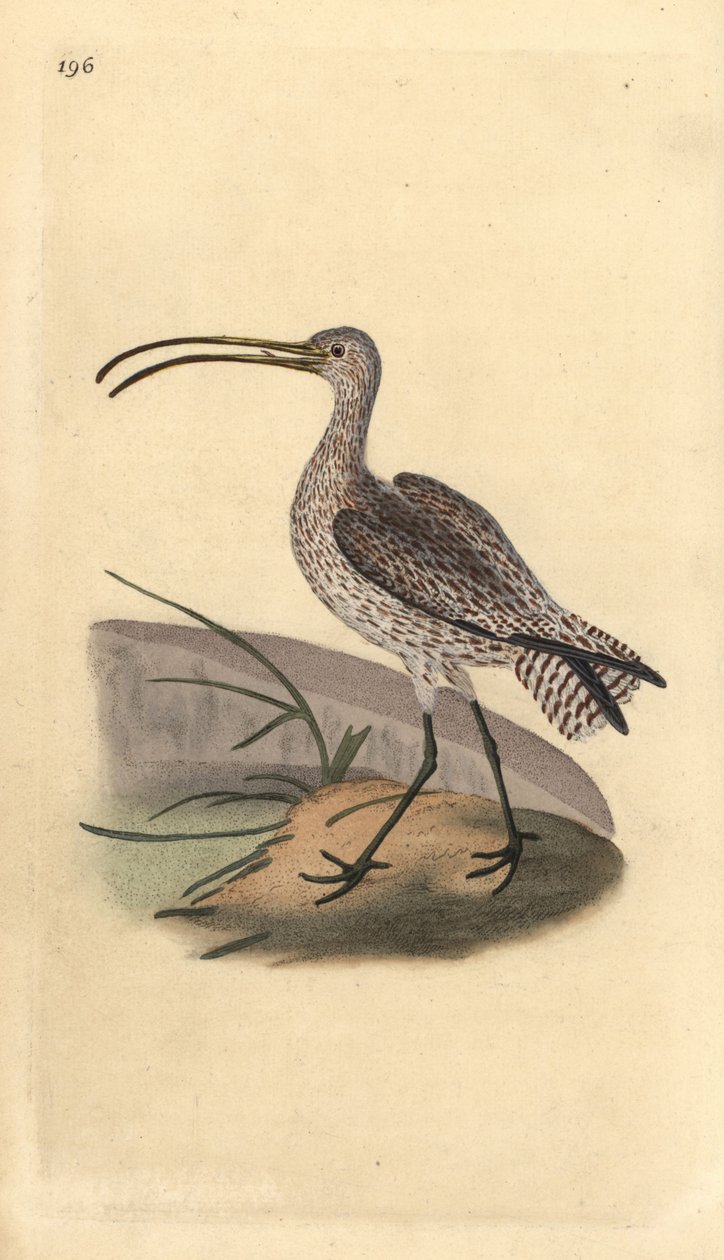 Euraasian kihara, Numenius arquata. Käsinvärinen kuparilevy, jonka on piirtänyt ja kaivertanut Edward Donovan omasta "British Birds -luonnonhistoriastaan", Lontoossa tekijältä Edward Donovan